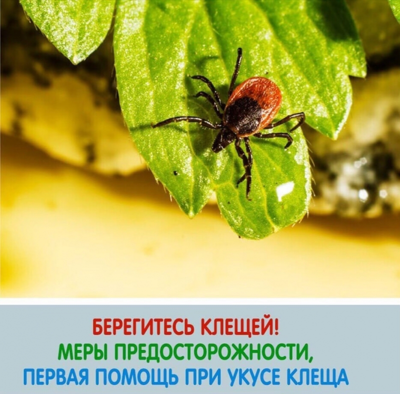 В Молодёжном и окрестном лесу активизировались клещи