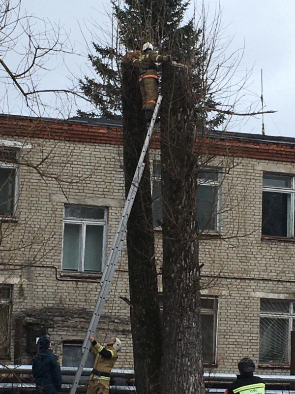 Сотрудники МЧС в Молодёжном спасли «Цезаря»