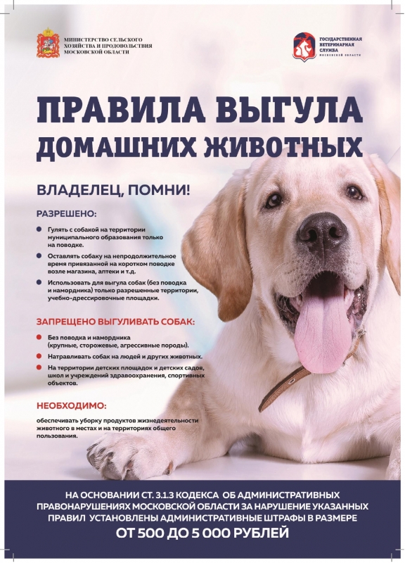 Правила выгула домашних животных 