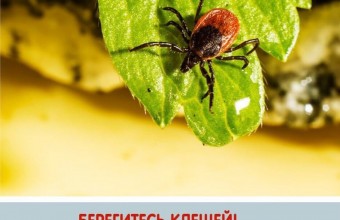 В Молодёжном и окрестном лесу активизировались клещи