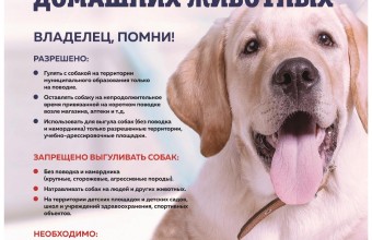 Правила выгула домашних животных 