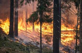 С 6 октября ограничено пребывание граждан в лесах
